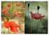 Blumenreise 2026 (hochwertiger Premium... - Bild 13
