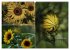 Blumenreise 2026 (hochwertiger Premium... - Bild 14