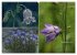 Blumenreise 2026 (hochwertiger Premium... - Bild 3