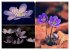 Blumenreise 2026 (hochwertiger Premium... - Bild 7