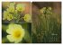 Blumenreise 2026 (hochwertiger Premium... - Bild 8