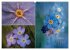 Blumenreise 2026 (hochwertiger Premium... - Bild 9