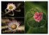 Blumenreise 2026 (hochwertiger Premium... - Bild 10