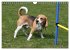 Beagle (Wandkalender 2026 DIN A4 quer),... - Bild 11