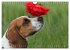 Beagle (Wandkalender 2026 DIN A4 quer),... - Bild 12