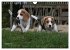 Beagle (Wandkalender 2026 DIN A4 quer),... - Bild 14