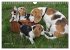 Beagle (Wandkalender 2026 DIN A4 quer),... - Bild 3