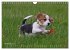Beagle (Wandkalender 2026 DIN A4 quer),... - Bild 4