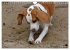 Beagle (Wandkalender 2026 DIN A4 quer),... - Bild 5