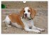 Beagle (Wandkalender 2026 DIN A4 quer),... - Bild 7