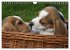 Beagle (Wandkalender 2026 DIN A4 quer),... - Bild 8