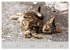 Katzen des Südens (Wandkalender 2026... - Bild 4