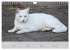 Katzen des Südens (Wandkalender 2026... - Bild 5