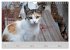 Katzen des Südens (Wandkalender 2026... - Bild 9