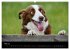 Border Collies (Wandkalender 2026 DIN... - Bild 11