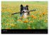 Border Collies (Wandkalender 2026 DIN... - Bild 12