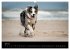 Border Collies (Wandkalender 2026 DIN... - Bild 13