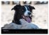 Border Collies (Wandkalender 2026 DIN... - Bild 14