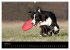 Border Collies (Wandkalender 2026 DIN... - Bild 10