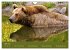 Begegnungen DER BRAUNBÄR (Wandkalender... - Bild 13