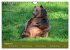 Begegnungen DER BRAUNBÄR (Wandkalender... - Bild 14