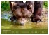 Begegnungen DER BRAUNBÄR (Wandkalender... - Bild 15