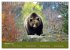 Begegnungen DER BRAUNBÄR (Wandkalender... - Bild 3