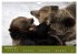 Begegnungen DER BRAUNBÄR (Wandkalender... - Bild 4
