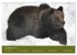 Begegnungen DER BRAUNBÄR (Wandkalender... - Bild 5