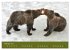 Begegnungen DER BRAUNBÄR (Wandkalender... - Bild 8