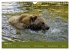 Begegnungen DER BRAUNBÄR (Wandkalender... - Bild 9