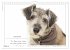 Hunde-Spruchreif (Wandkalender 2026 DIN... - Bild 14