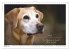 Hunde-Spruchreif (Wandkalender 2026 DIN... - Bild 3