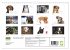 Hunde-Spruchreif (Wandkalender 2026 DIN... - Bild 6