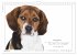Hunde-Spruchreif (Wandkalender 2026 DIN... - Bild 7