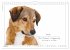 Hunde-Spruchreif (Wandkalender 2026 DIN... - Bild 10