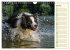 Border Collie 2026 (Wandkalender 2026... - Bild 13