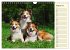 Border Collie 2026 (Wandkalender 2026... - Bild 14