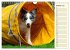 Border Collie 2026 (Wandkalender 2026... - Bild 3