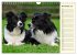 Border Collie 2026 (Wandkalender 2026... - Bild 4