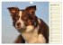 Border Collie 2026 (Wandkalender 2026... - Bild 5