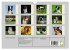 Border Collie 2026 (Wandkalender 2026... - Bild 6