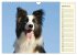 Border Collie 2026 (Wandkalender 2026... - Bild 7