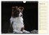 Border Collie 2026 (Wandkalender 2026... - Bild 8