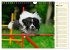 Border Collie 2026 (Wandkalender 2026... - Bild 9