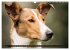 Smooth Collies (Wandkalender 2026 DIN... - Bild 11