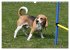 Beagle (Wandkalender 2026 DIN A3 quer),... - Bild 11