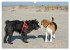 Beagle (Wandkalender 2026 DIN A3 quer),... - Bild 13