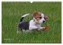 Beagle (Wandkalender 2026 DIN A3 quer),... - Bild 4