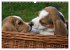 Beagle (Wandkalender 2026 DIN A3 quer),... - Bild 8